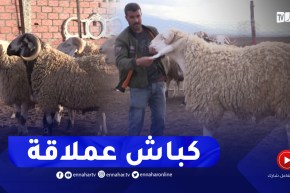 باتنة : كباش السلالة العربية الأصيلة..من 30 مليون إلى 45 مليون سنتيم