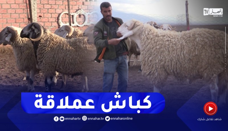 باتنة : كباش السلالة العربية الأصيلة..من 30 مليون إلى 45 مليون سنتيم