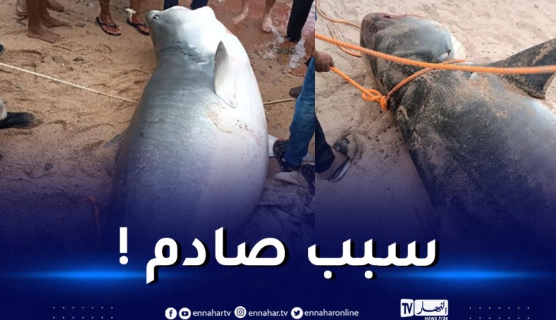 الكشف عن سبب إلتهام سمكة القرش للسائح الروسي
