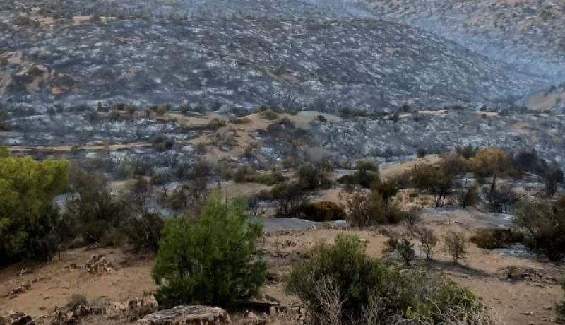 عين الدفلى.. اخماد حريق اندلع يوم الاثنين بالحسانية وجمعة اولاد الشيخ