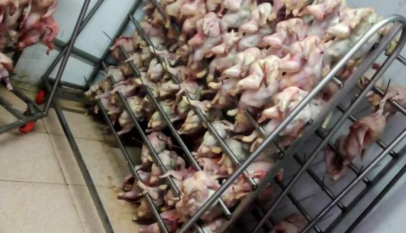 غليزان: حجز أزيد من 5 قناطير من اللحوم البيضاء الفاسدة