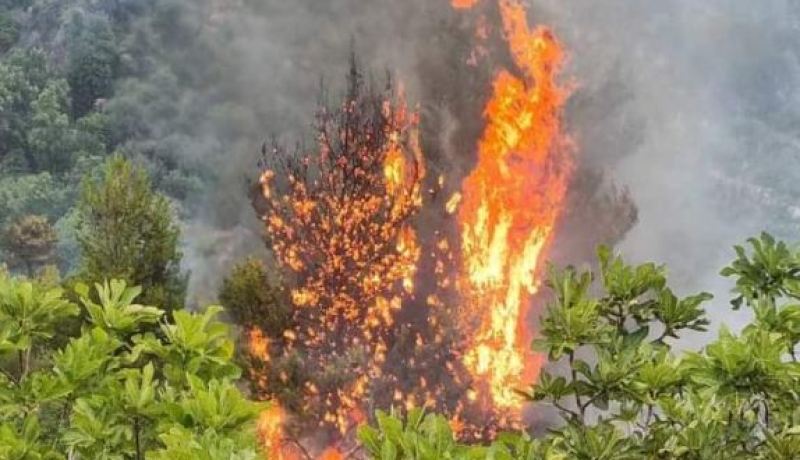 بجاية: نشوب حريقين بمنطقتي أولاد علي وزونطار بتسكريوت وسوق أوفلا