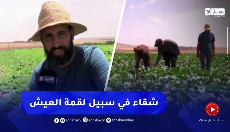 خنشلة / تحت أشعة الشمس الحارقة.. فلاحون في الحقول معاناة وشقاء في سبيل لقمة العيش