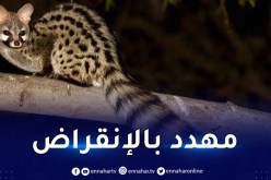 العثور على حيوان “الزردي” النادر بغابة “مكاكدة” في معسكر