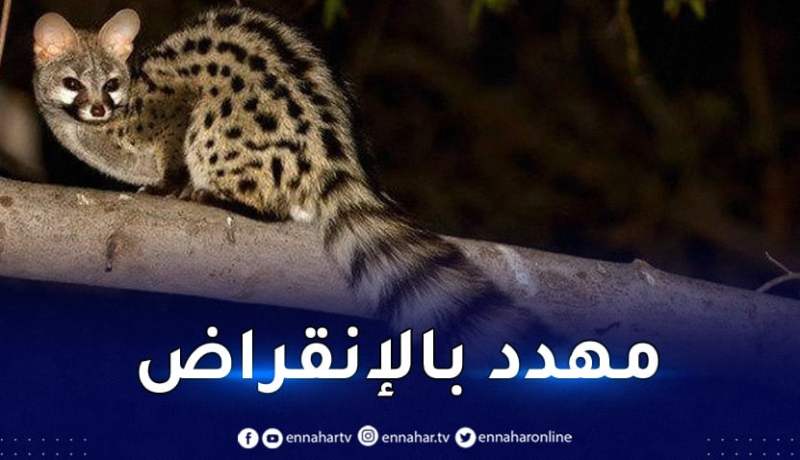 العثور على حيوان “الزردي” النادر بغابة “مكاكدة” في معسكر