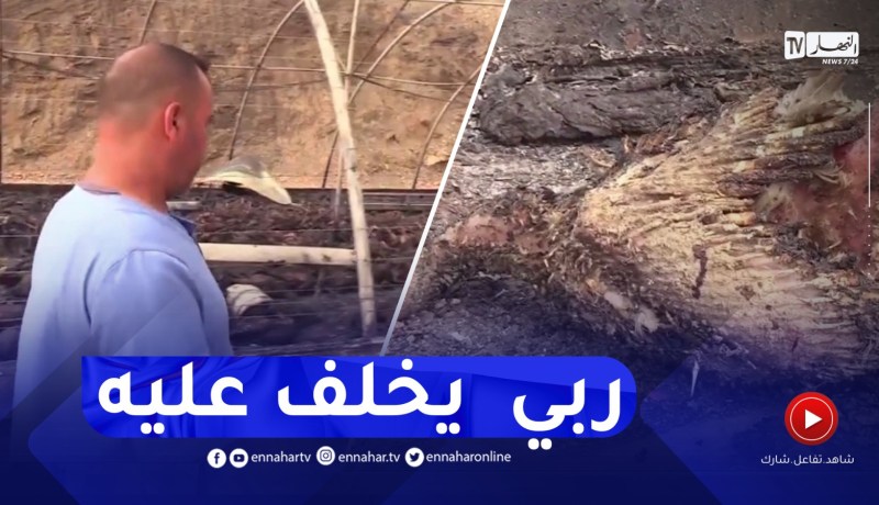 البويرة : نفوق 4000 ديك رومي بمزرعة محمد..الحرائق تأتي على الأخضر واليابس