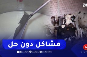 باتنة : تطور ملحوظ في شعبة إنتاج الحليب ومشاكل قد تعيدها إلى نقطة الصفر