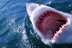 مفاجأة صادمة.. أسماك قرش تتعاطى الكوكايين!