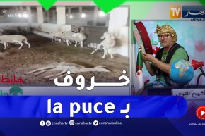 طالع هابط: النوي يسخر من وزارة الفلاحة بسبب رقمنة المواشي ووضع شريحة تتبع