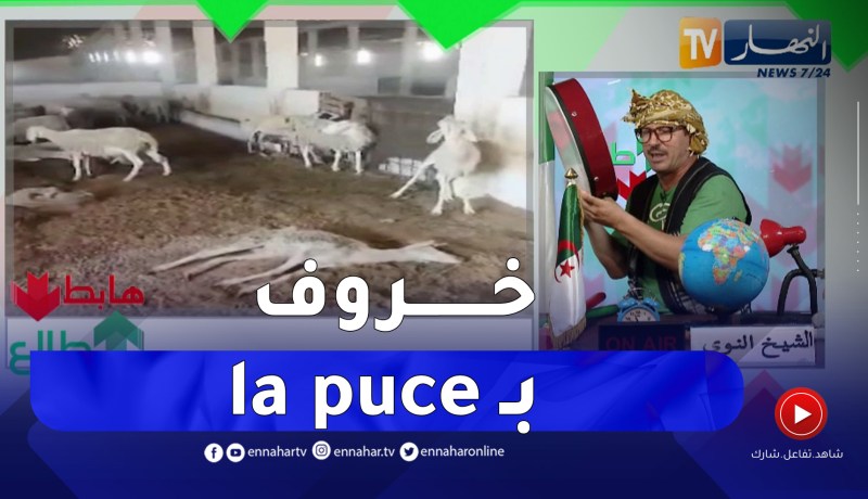 طالع هابط: النوي يسخر من وزارة الفلاحة بسبب رقمنة المواشي ووضع شريحة تتبع
