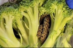 مفاجأة سامة في نبتة بروكلي