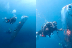 بالفيديو..  اكتشاف سمك عملاق ينذر بكارثة