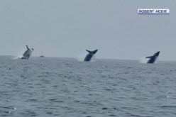 فيديو نادر.. 3 حيتان تؤدي رقصة باليه في انسجام تام بعرض البحر