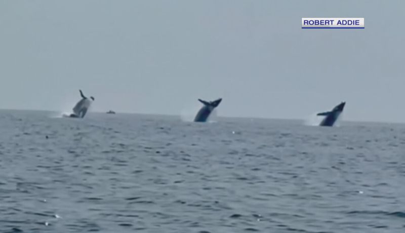 فيديو نادر.. 3 حيتان تؤدي رقصة باليه في انسجام تام بعرض البحر
