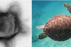 تفاصيل صادمة.. اكتشاف فيروسات ضخمة بحجم السلحفاة