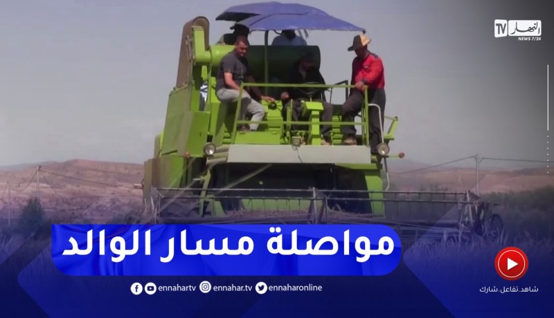 سعيدة : قصة مزارعين عشقا الأرض والفلاحة فنجحا في إنتاج أجود أنواع الحبوب