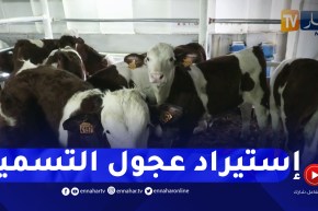فلاحة: الترخيص بإستيراد العجول الموجهة للتسمين والذبح .. خطوة نحو كسر الأسعار