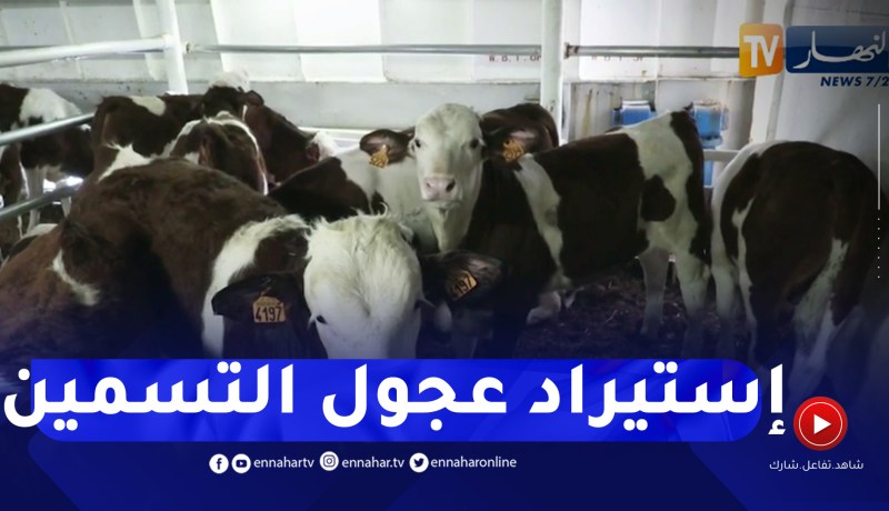 فلاحة: الترخيص بإستيراد العجول الموجهة للتسمين والذبح .. خطوة نحو كسر الأسعار