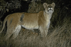 بالفيديو.. لبؤة طليقة تثير الرعب في ألمانيا