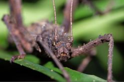 بالفيديو.. العثور على “مخلوق من الجحيم” في أستراليا يصدم العالم