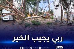 تحطم سيارتين وسقوط 30 شجرة بسبب أمطار رعدية في سطيف