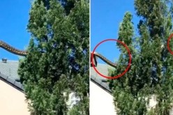 فيديو لا يصدق.. ثعبان عملاق يثير الرعب لكبر حجمه!