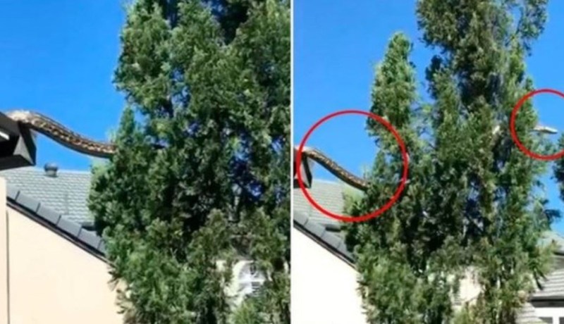 فيديو لا يصدق.. ثعبان عملاق يثير الرعب لكبر حجمه!