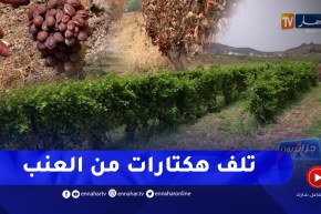 جزائريون: الحرارة.. لهيب الحرائق ونقص المياه.. خسائر بالجملة لمنتجي العنب ببومرداس