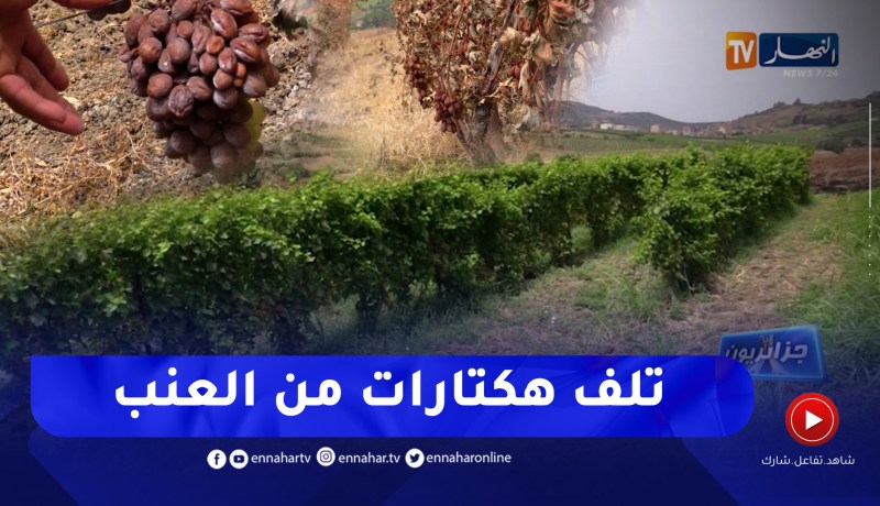 جزائريون: الحرارة.. لهيب الحرائق ونقص المياه.. خسائر بالجملة لمنتجي العنب ببومرداس