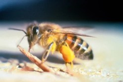 مقتل شخص و4 آخرون في الإنعاش بسبب لدغات النحل