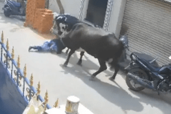 فيديو صادم.. بقرة متوحشة تهاجم طفلة وتدهسها بعنف