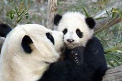 بالفيديو.. مشهد مؤثر لأنثى باندا تحتضن صغيرها بعد العلاج