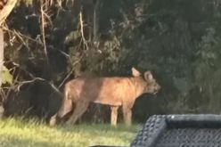 بالفيديو.. حيوان غريب الشكل يثير الرعب في تكساس