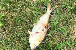 أمريكا: انقطاع الكهرباء في نيوجيرزي بسبب سمكة !