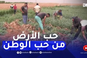 النعامة : رغم ارتفاع درجات الحرارة..فلاحون يرفعون التحدي لضمان قوت الجزائريين