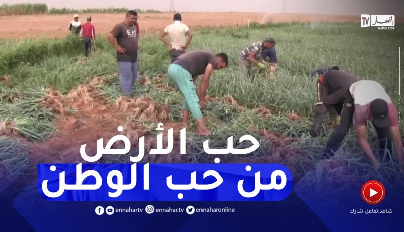 النعامة : رغم ارتفاع درجات الحرارة..فلاحون يرفعون التحدي لضمان قوت الجزائريين