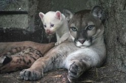 شاهد.. ولادة حيوان PUMA نادر