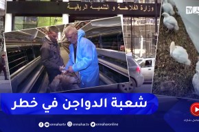 فلاحة: نفوق الدواجن.. المطلوب التدخل العاجل