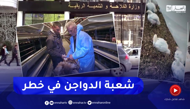 فلاحة: نفوق الدواجن.. المطلوب التدخل العاجل