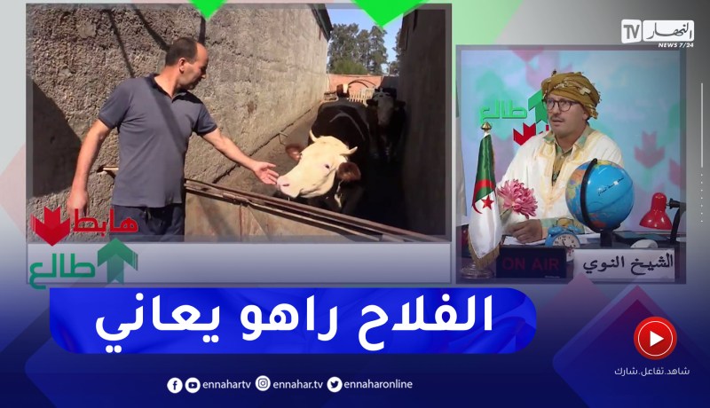 طالع هابط : الشيخ النوي يرد حول منع إستيراد العجول والبقر بسبب الفيروس.. ويعطيكم الحل