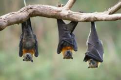 عالم يُحذر من فيروس نيباه: احتمال جائحة جديدة في العالم