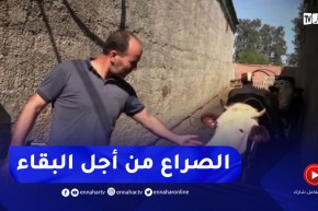 التأخر في صب دعم إنتاج الحليب الطازج يفلس المربين