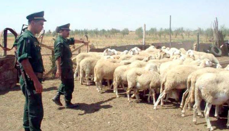 المسيلة: تفكيك شبكة إجرامية زرعت الرعب لدى الموالين