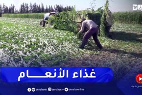 غليزان: إنتاج الأعلاف الخضراء.. البديل في ظل إرتفاع أسعار الأعلاف الجافة