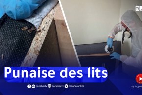 بق الفراش.. يثير الهلع بين الفرنسيين