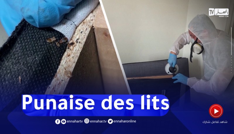 بق الفراش.. يثير الهلع بين الفرنسيين