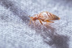 فرنسا تحارب “البق” قبل الأولمبياد!