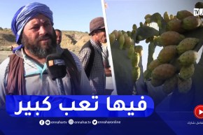 التين الشوكي .. بين الإسترزاق و قلة المنتوج بسبب الحرائق ببجاية