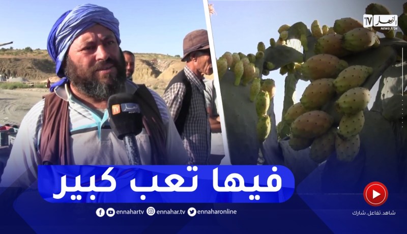 التين الشوكي .. بين الإسترزاق و قلة المنتوج بسبب الحرائق ببجاية