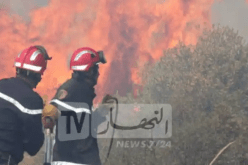 برناوي: 20 ألف عون لحماية الغابات من الحرائق